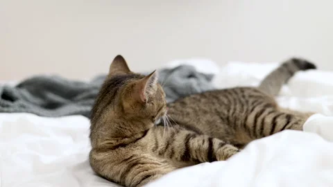 Tabby cat sitting on bed blanket grooming cleaning itself,yawning or sleeping Video stock 239302085