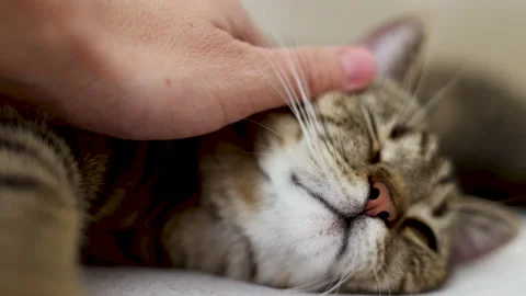 Tabby cat sitting on bed blanket grooming cleaning itself,yawning or sleeping Stock Footage 239302096