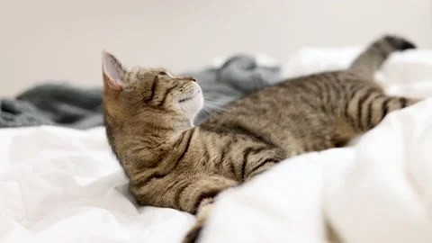Tabby cat sitting on bed blanket grooming cleaning itself,yawning or sleeping Stock-Footage 239302099