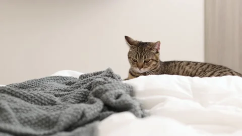 Tabby cat sitting on bed blanket grooming cleaning itself,yawning or sleeping Stock Footage 239302347