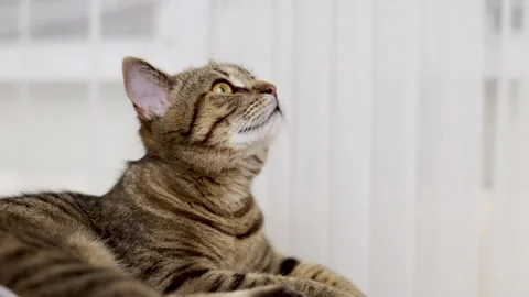 Tabby cat sitting on bed blanket grooming cleaning itself,yawning or sleeping Stock Footage 239302431