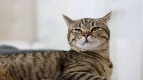 Tabby cat sitting on bed blanket grooming cleaning itself,yawning or sleeping Stock Footage 239302482
