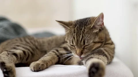 Tabby cat sitting on bed blanket grooming cleaning itself,yawning or sleeping Stock Footage 239302503