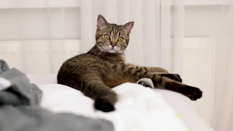 Tabby cat sitting on bed blanket grooming cleaning itself,yawning or sleeping Stock Footage 239302519