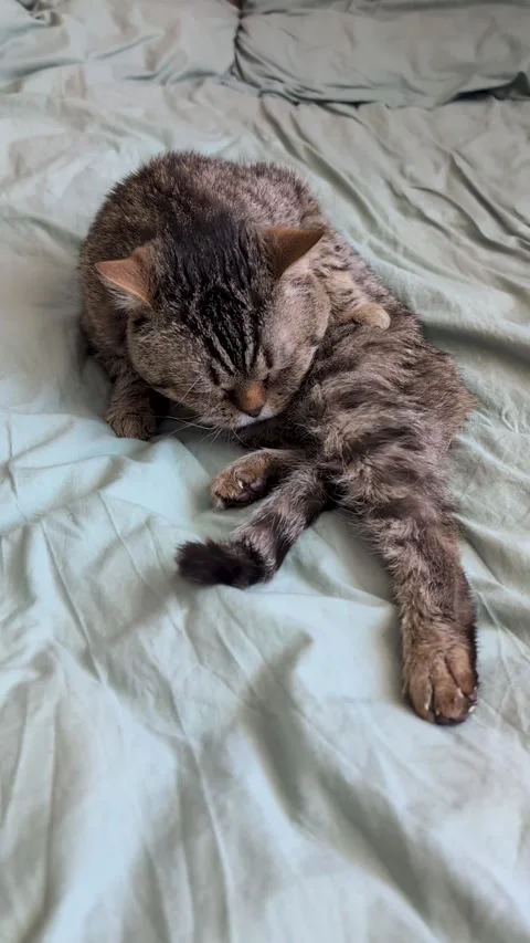 Tabby cat sitting on a bed with light green sheets, grooming itself Stock Footage 306010519