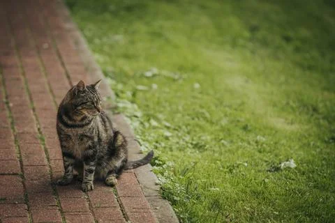 Tabby cat sitting on a brick pathway beside a green lawn, with blurred gras.. 스톡 사진