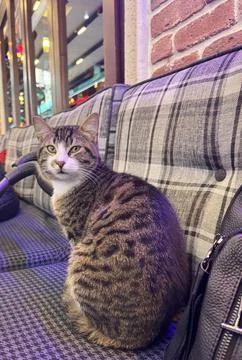 Tabby Cat Sitting on Cafe Sofa Stock Photos