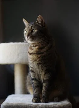 Tabby Cat Sitting on Cat Tree in Natural Light 库存照片