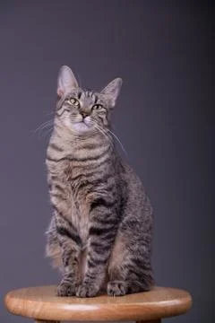 Tabby cat sitting up confidently on stool Stock Photos