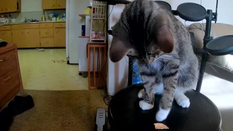 Tabby cat sitting on a drum stool in the living room knocking a potato Stock Footage 164214366