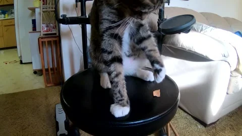 Tabby cat sitting on a drum stool in the living room playing and knocking Stock Footage 164214471