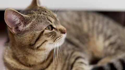Tabby cat sitting on floor carpet in bathroom hard breathing Video stock 239300554