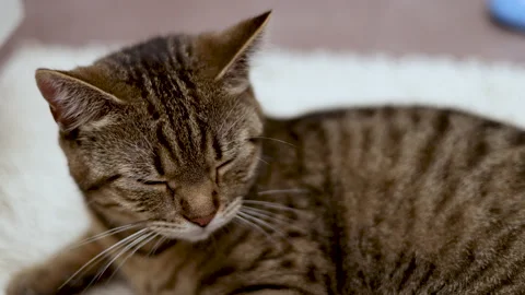 Tabby cat sitting on floor carpet in bathroom hard breathing Video stock 239300560