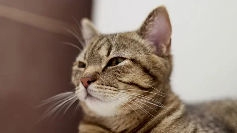 Tabby cat sitting on floor carpet in bathroom hard breathing Stock Footage 239300565