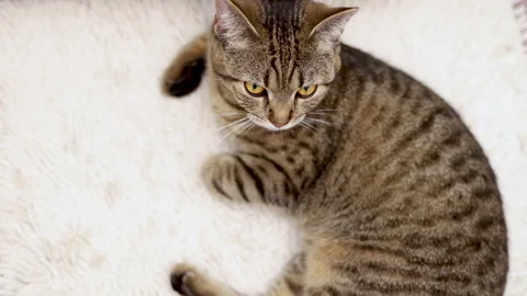 Tabby cat sitting on floor carpet in bathroom hard breathing Video stock 239300705
