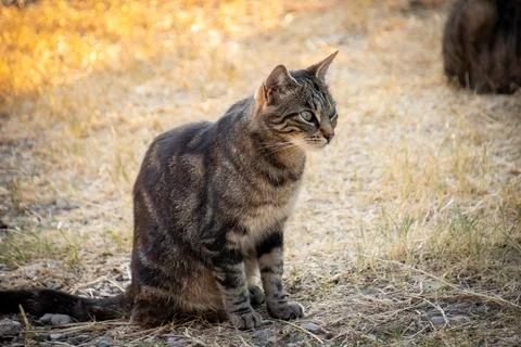 Tabby cat sitting on the floor Stock Photos
