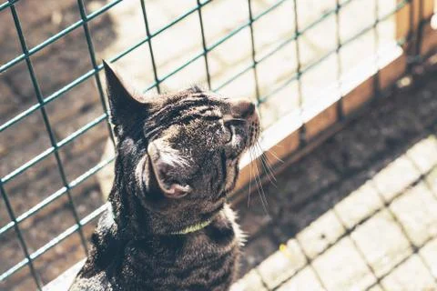 Tabby cat sitting in front of fence in garden. Top view. Stock Photos