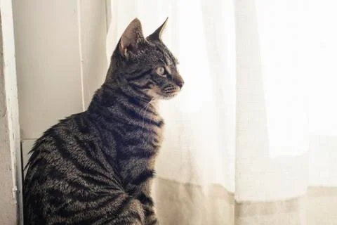Tabby cat sitting in front of white curtain. Stock Photos