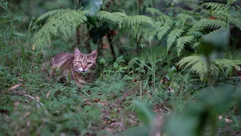 Tabby cat is sitting on a grass hiding in ferns. Stockbeeldmateriaal 142357758