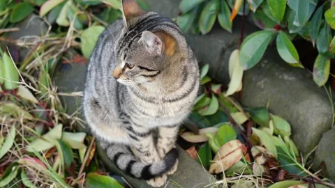 A tabby cat sitting on the ground in nature and looking around calmly with .. Stock-Footage 332098107