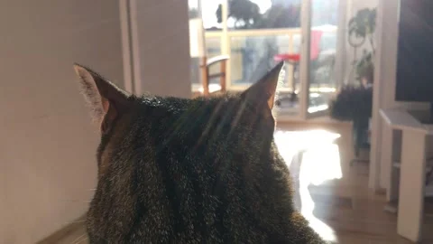 Tabby Cat Sitting Indoors Looking Out Toward Sunlit Balcony Through Living Room 動画素材 332044795