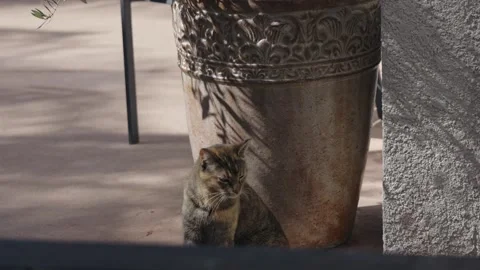 Tabby cat sitting by large planter pot on patio Stock Footage 335669126