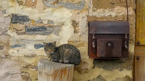Tabby cat sitting on log by rustic wall with mailbox Stock Photos