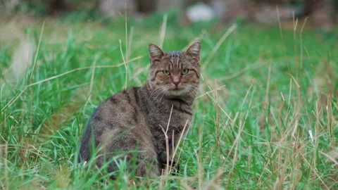 Tabby cat sitting in long green grass and looking at camera in backyard garde Stock Footage 335520665