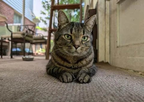 Tabby Cat Sitting Low to the Ground on a Screened Porch and Looking at Camera Stock Photos