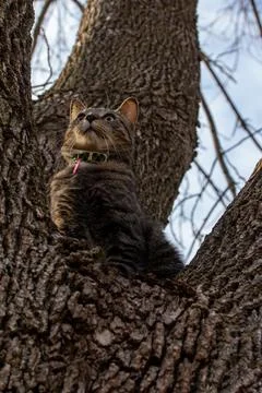 Tabby cat sitting on a mature tree limb Stock Photos