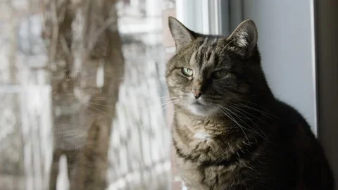 Tabby cat sitting next to window Stock Footage 145558137
