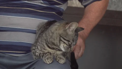 Tabby cat sitting on an old man's lap, looking at the camera, and then looking Stock Footage 92706699