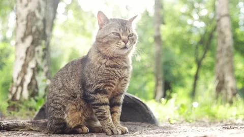 Tabby cat sitting outdoors in dappled sunlight near trees Stock Footage 337134768
