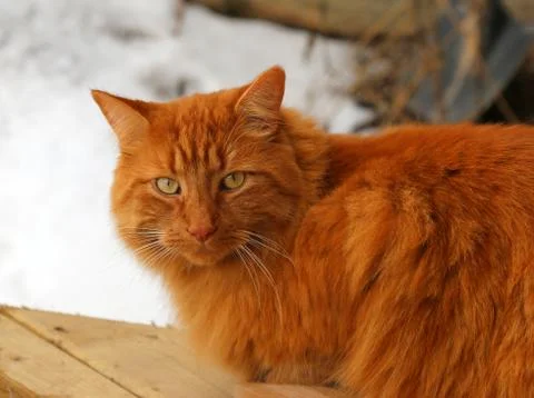 Tabby cat sitting outside Foto stock