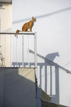 Tabby cat sitting on railing shadow on wall Paros Cyclades Aegean Sea Greece Stock-Fotos