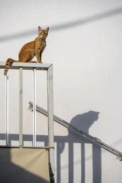 Tabby cat sitting on railing shadow on wall Paros Cyclades Aegean Sea Greece Foto stock
