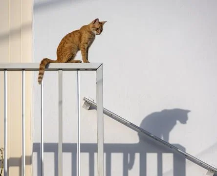 Tabby cat sitting on railing shadow on wall Paros Cyclades Aegean Sea Greece Stock Photos