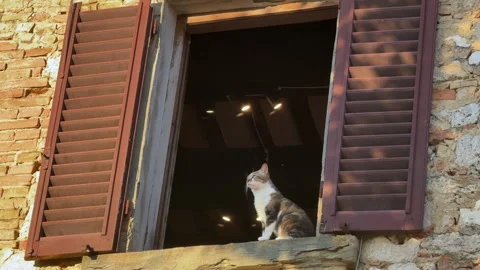 Tabby cat sitting on rustic windowsill Vidéo 341365977