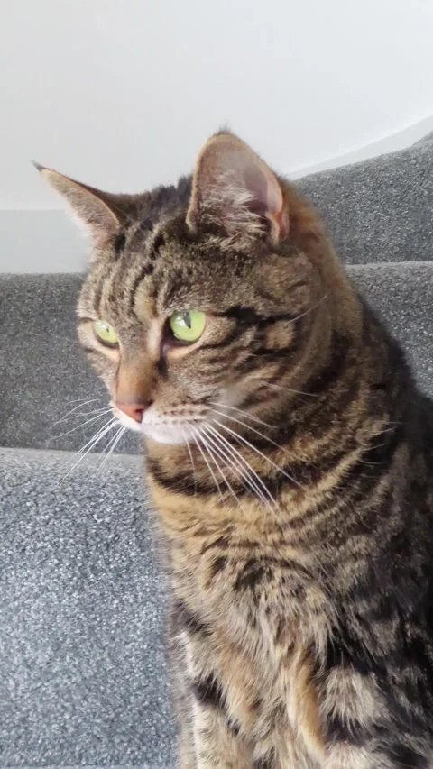 Tabby Cat Sitting on Stairs Looking Around Indoors 4K Vertical Video 스톡 동영상 332156256