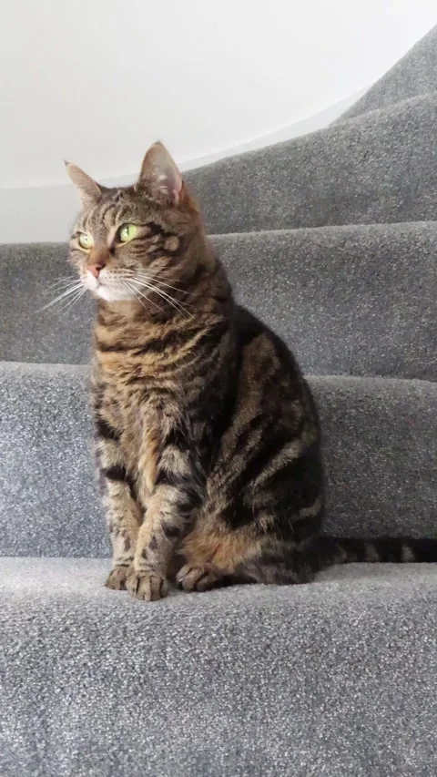 Tabby Cat Sitting on Stairs Looking Around Indoors 4K Vertical Video 스톡 동영상 332156268