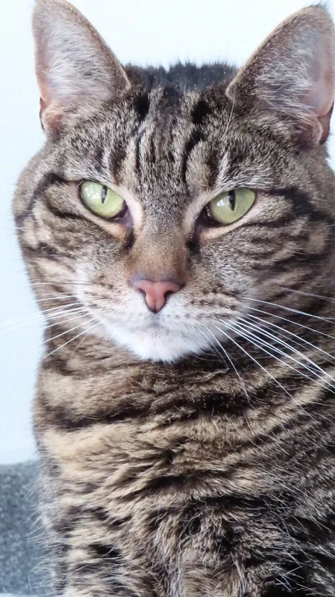 Tabby Cat Sitting on Stairs Looking Around Indoors 4K Vertical Video 스톡 동영상 332156290