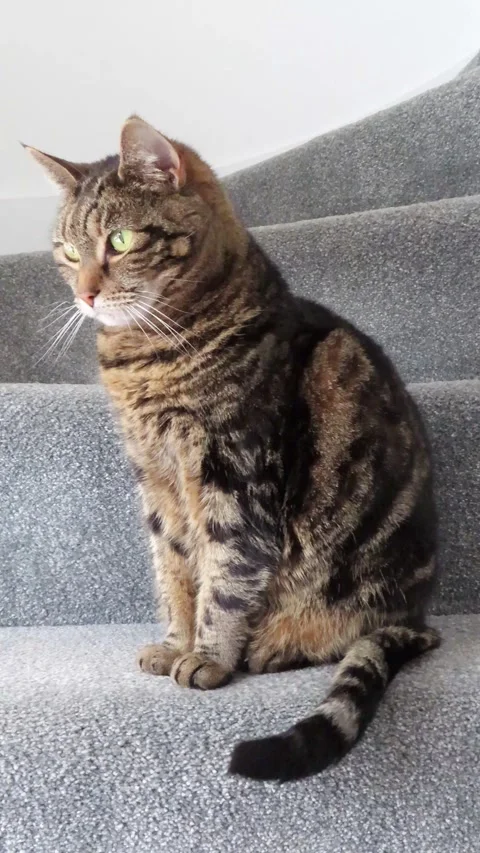 Tabby Cat Sitting on Stairs Tail Wagging Indoors 4K Vertical Video 스톡 동영상 332156269
