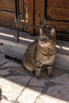 Tabby Cat Sitting on Stone Pathway in Front of Wooden Door in Mostar, Bosnia Stock Photos