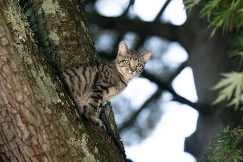 Tabby cat sitting in a tree Stock-Fotos