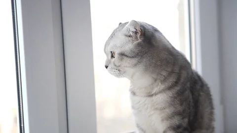 Tabby cat sitting in the window Stock Footage 73237606