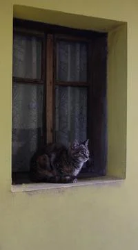 A tabby cat is sitting by a window Foto stock