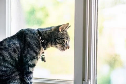 Tabby cat sitting in windowsill looking out window. Stock Photos