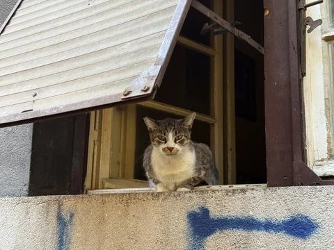 Tabby cat sitting on windowsill outside old house. Curiosity, observation and Stock Photos