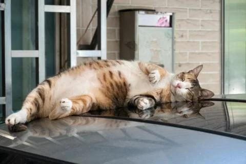 Tabby cat sleep Stock Photos