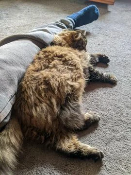 A tabby cat sleeping against the leg of its owner Stock Photos